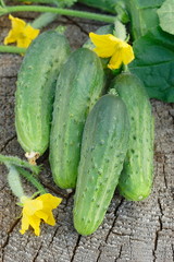 Cucumbers on wooden background