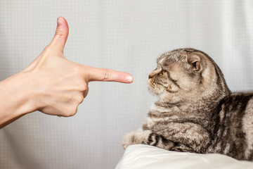 A person in anger pokes the index finger in a frightened cat Scottish Fold, which is afraid to move