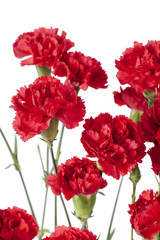 red peony flowers.