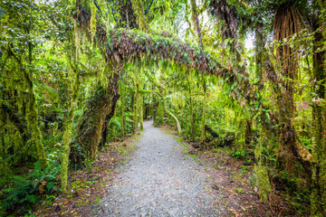 Pathway through rain forest #1, New Zealand