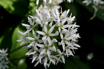 Bärlauchblüte, Nahaufnahme
