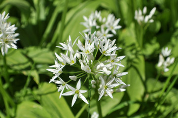 Bärlauchblüte, Nahaufnahme