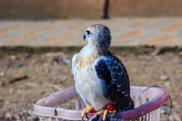 young falcon bird