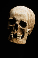 Obraz premium hand holding a skull is isolated on black background