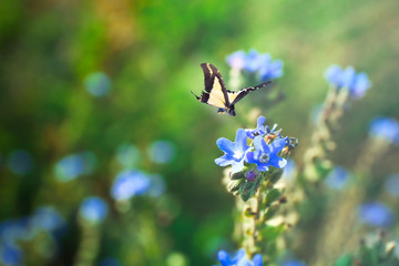 Beautiful butterfly flying in field