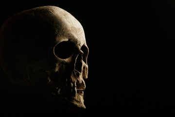 hand holding a skull is isolated on black background - obrazy, fototapety, plakaty