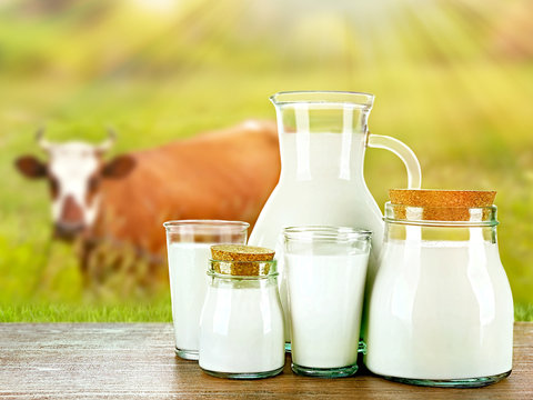 Pitcher, jars and glasses of milk on wooden table against cow and field background