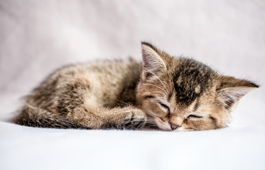 Fototapeta na wymiar small pretty kitten British golden chinchilla ticked sweetly sleeps on a white plaid