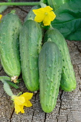 Cucumbers on wooden background