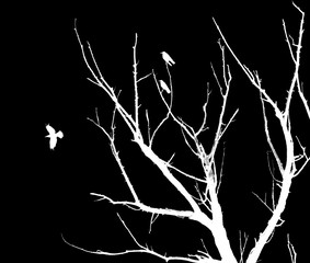 Silhouette of dry tree branches, isolated on black