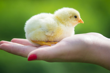 The little chick in hands