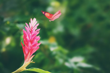 Butterfly flying among flowers