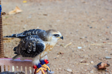 young falcon bird