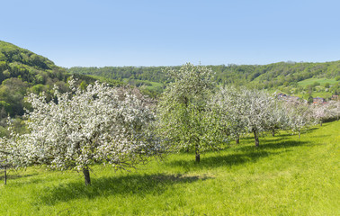 blooming apple trees