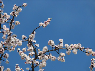 Branches of blooming tree, spring