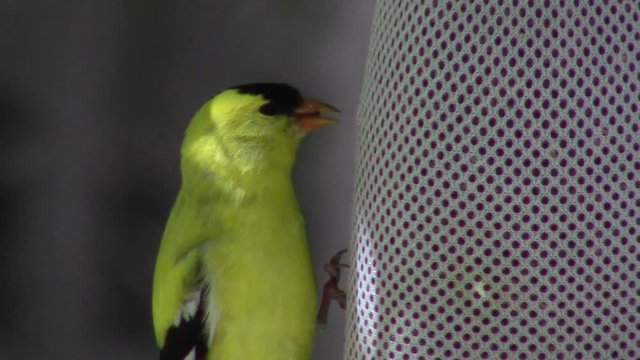 closeup of bright yellow goldfinch (Spinus tristis) shelling nyjer seeds
