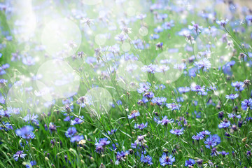 Obraz na płótnie Canvas Beautiful flowers on meadow with bokeh
