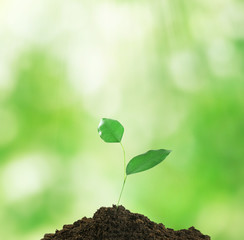 Green sprout on nature background. New life concept