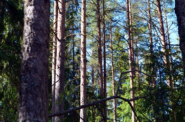 finnish forest landscape