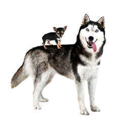 Chihuahua puppy standing on husky's back, isolated on white