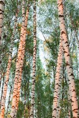 Obraz premium forest birch