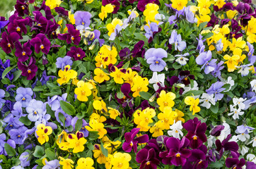 Multicolored pansies flowerbed