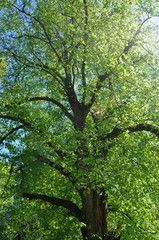 Buche im Schlosspark Putbus