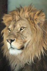 Lion (Panthera leo).