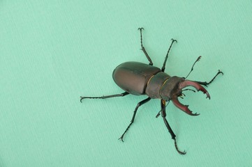 Stag beetle - Lucanus cervus
