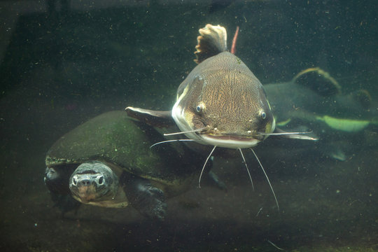 Redtail catfish and Malaysian giant turtle.