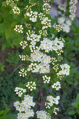 flowering shrub