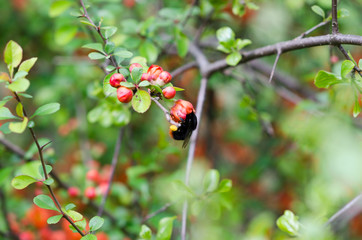 Bittern on a flower of quince