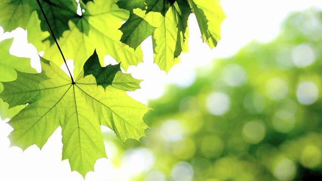 Summer or spring branch with fresh leaves. Close up of spring or summer tree foliage. Beautiful green nature background. Real time toned video footage with copy space.