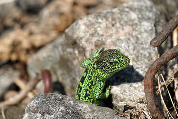 lizard