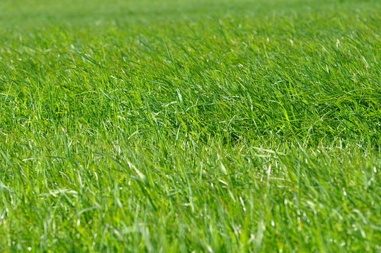 Textur Gras: Frisches, gr&uuml;nes Gras in der Morgensonne benetzt mit Tau.