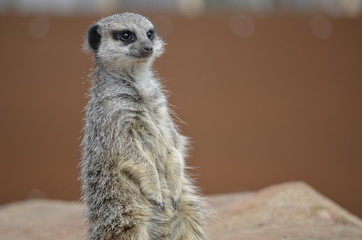 Fototapeta premium Meerkat