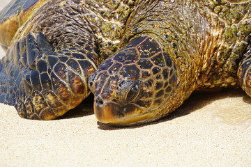 Wild Honu giant Hawaiian green sea turtles at Hookipa Beach Park, Maui