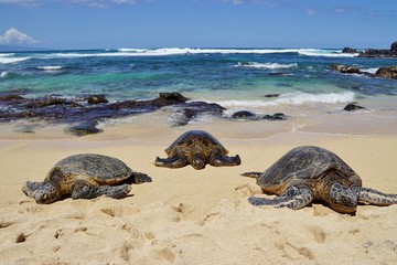 Wild Honu gigantische Hawaiiaanse groene zeeschildpadden in Hookipa Beach Park, Maui