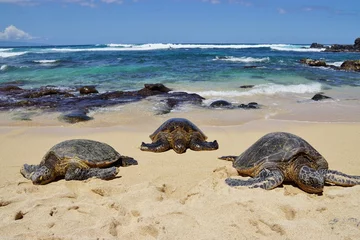 Fotobehang Schildpad Wild Honu gigantische Hawaiiaanse groene zeeschildpadden in Hookipa Beach Park, Maui