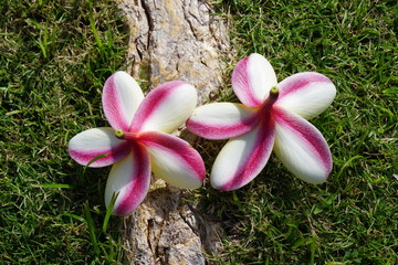 Fragrant blossoms of white frangipani flowers, also called plumeria and melia
