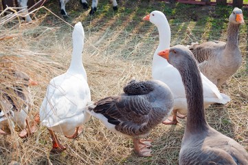 Group of white and gray geese in a barton