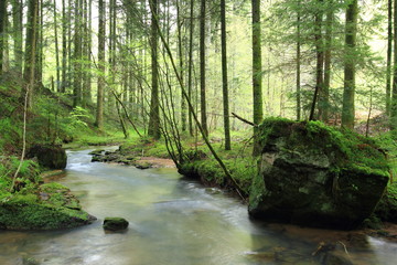 Jardin d'éden/Paysage en forêt avec ruisseau et rochers au printemps