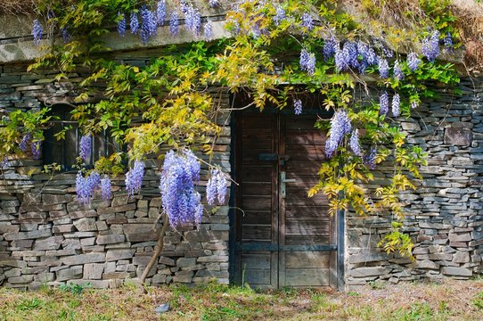 Wine cellar built from stones with purple acacia in village Maly Hores, Slovakia