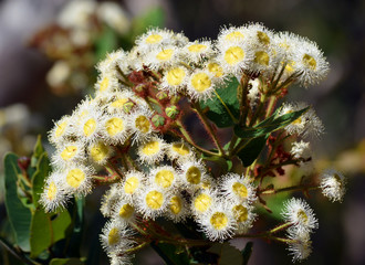 White and yellow blossoms of the Australian gum tree Angophora hispida.