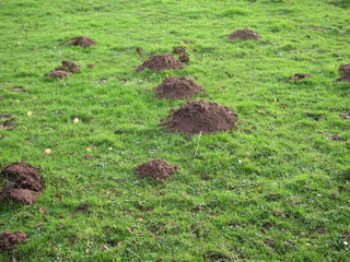 Naklejka na ściany i meble molehill in a field