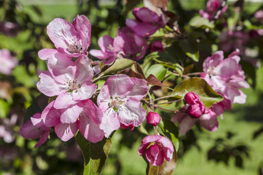 Apple tree with pink flowers