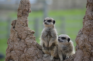 Fototapeta premium Meerkats standing on a rock