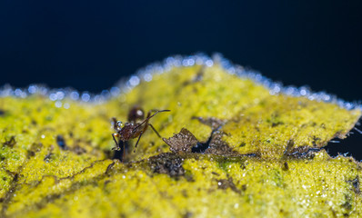 Close up red ant on yellow leave blue back ground with bokeh