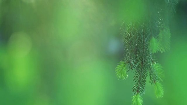 Close up of Pine or Fir tree branches moving on wind. Sunlight through needles. Full hd video footage of real beautiful green prickly branches at sunset time. Charming natural background.