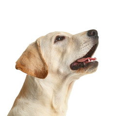 Cute Labrador dog isolated on white